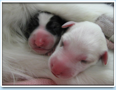 Picture: The Caribona pups (beneficiaries of a C-section).