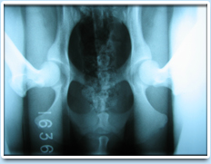 Picture: A canine hip x-ray. Extended V-D pelvis radiograph.