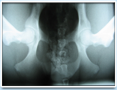 Picture: A canine hip x-ray. Compressed view of the hip joints.
