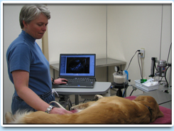 Picture: Dr. Mary Stankovics gathers painless ultrasound imagery from a patient.