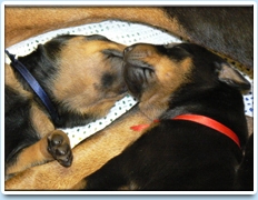 Image: Picture of two puppies from the Raisin litter (2007).