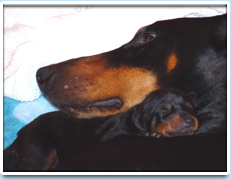 Image: Picture of the Raisin Spiniello litter - a Mom and her pup (02/2006).